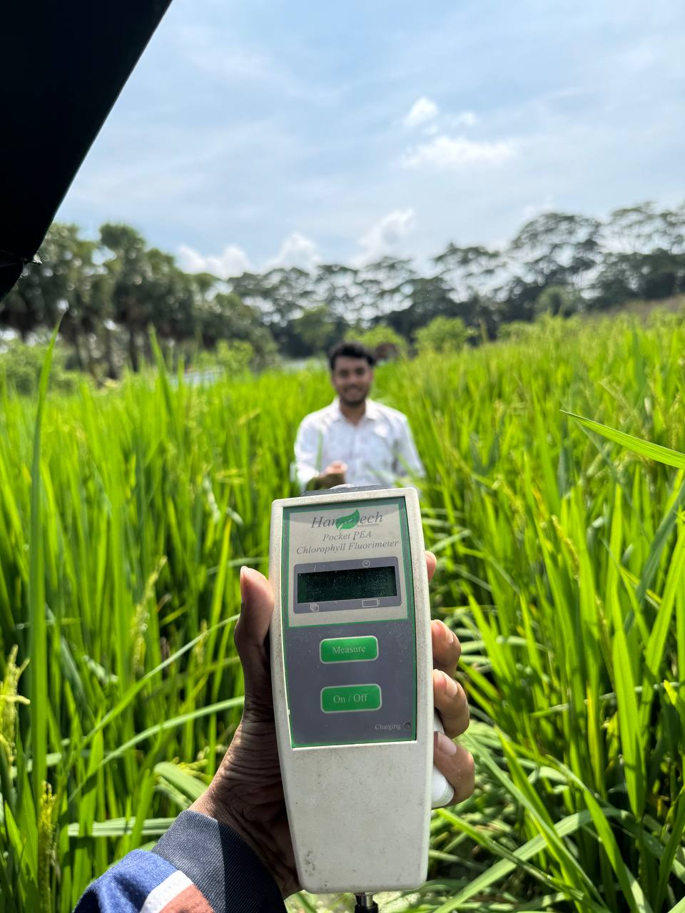 Chlorophyll fluorometry